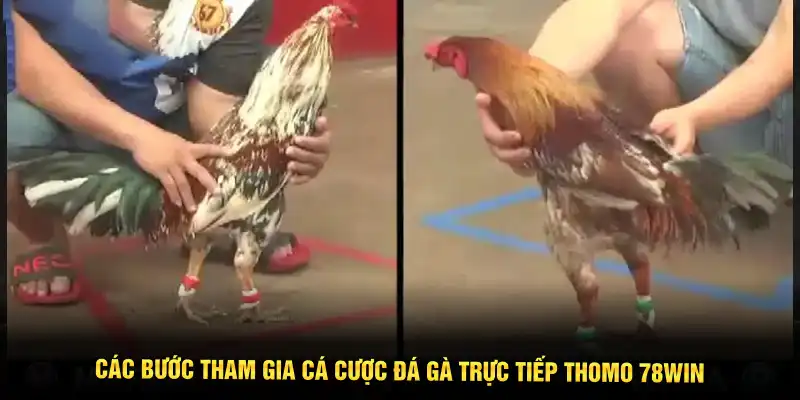 Các bước tham gia cá cược đá gà trực tiếp Thomo 78WIN